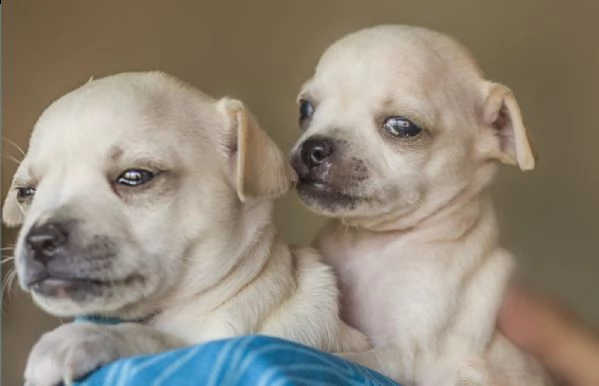 meravigliosi cuccioli di chihuahua | Foto 0