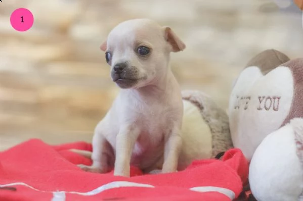 meravigliosi cuccioli di chihuahua