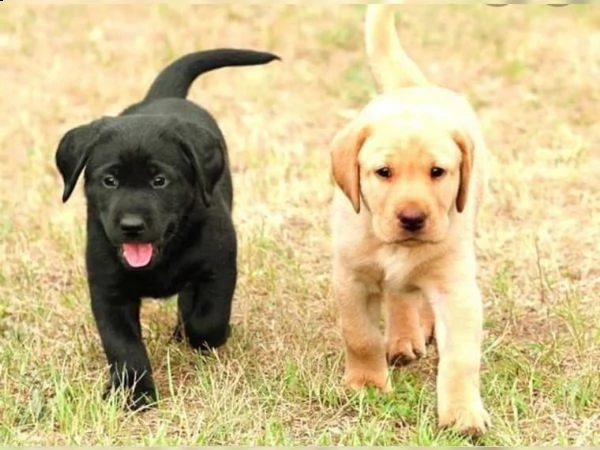 labrador cuccioli miele  e nero 