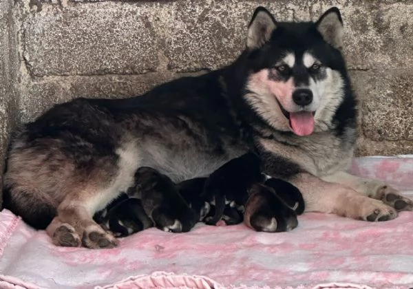 Cuccioli Alaskan Malamute