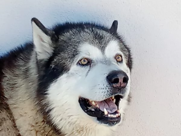 Cuccioli Alaskan Malamute | Foto 3
