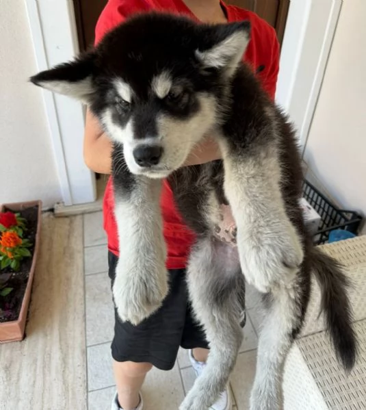 Cuccioli Alaskan Malamute | Foto 2