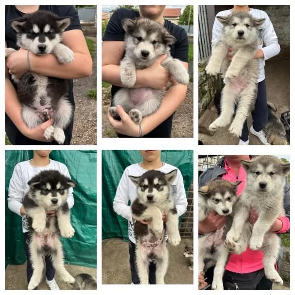 Cuccioli Alaskan Malamute | Foto 1