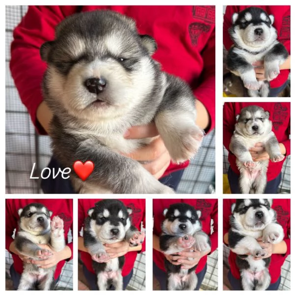 Cuccioli Alaskan Malamute | Foto 0