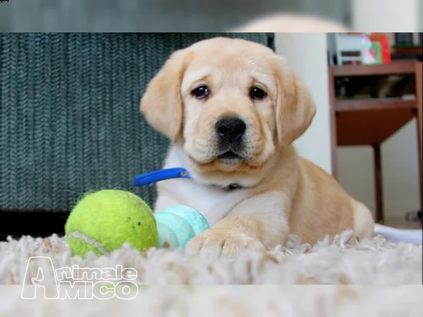 labrador chocolate miele e neri !!! (3)