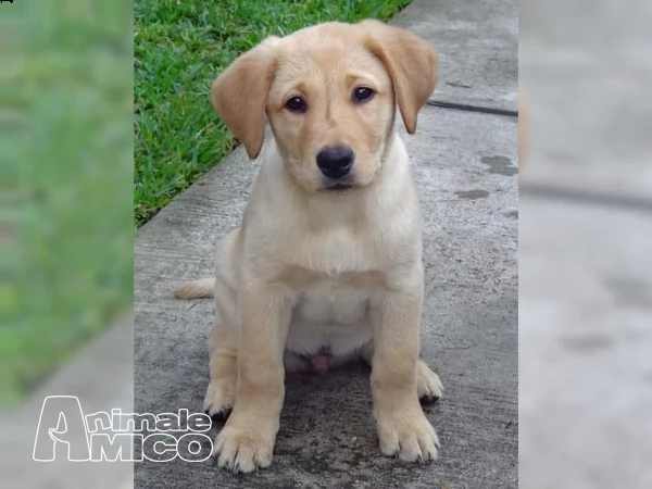 labrador chocolate miele e neri !!! (3) | Foto 5