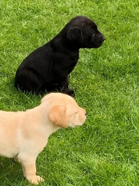 labrador chocolate miele e neri !!! (3) | Foto 4