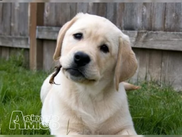 labrador chocolate miele e neri !!! (3) | Foto 3