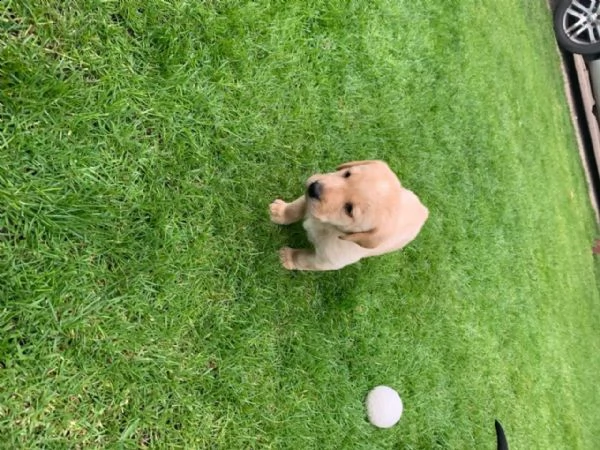 labrador chocolate miele e neri !!! (3) | Foto 2