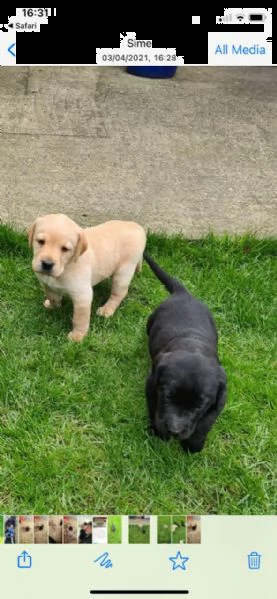 labrador chocolate miele e neri !!! (3) | Foto 1