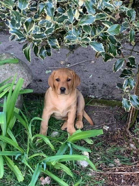 labrador chocolate miele e neri !!! (3) | Foto 0