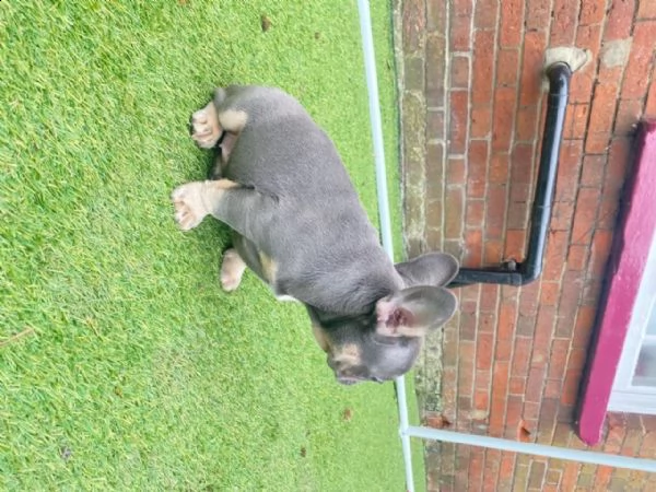 bellissimi cuccioli di bouledogue francese, maschi e femmine, | Foto 3