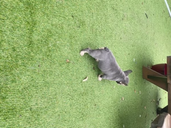 bellissimi cuccioli di bouledogue francese, maschi e femmine, | Foto 2