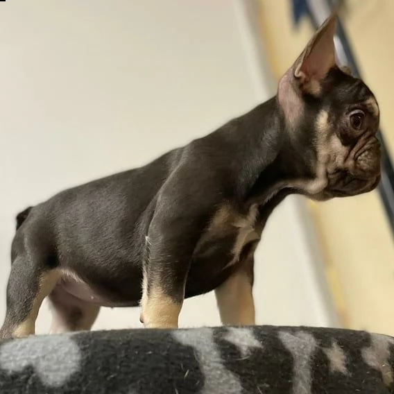 bellissimi cuccioli di bouledogue francese, maschi e femmine, | Foto 1
