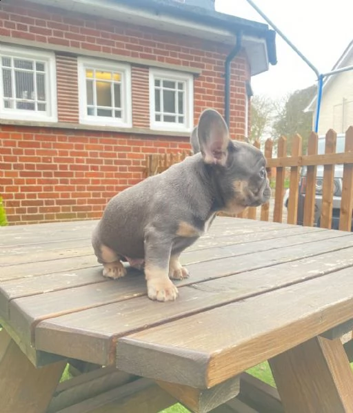 bellissimi cuccioli di bouledogue francese, maschi e femmine, | Foto 0