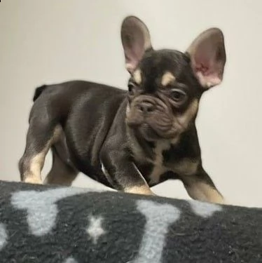 bellissimi cuccioli di bouledogue francese, maschi e femmine,