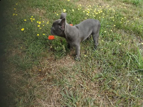 kuccioli di  bulldog francese blu pronto ora  | Foto 1