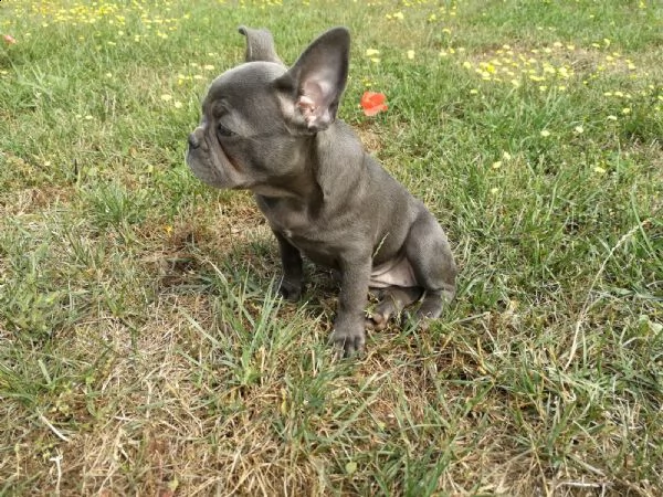 kuccioli di  bulldog francese blu pronto ora  | Foto 0