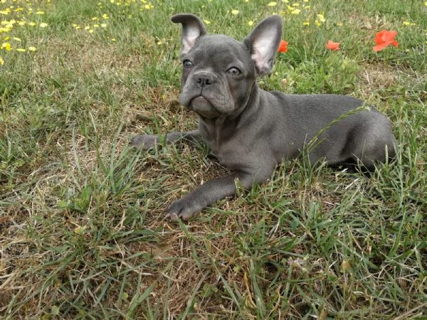 kuccioli di  bulldog francese blu pronto ora 