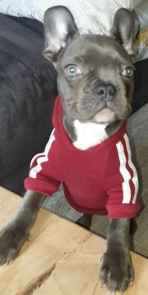 bulldog francese blu | Foto 1