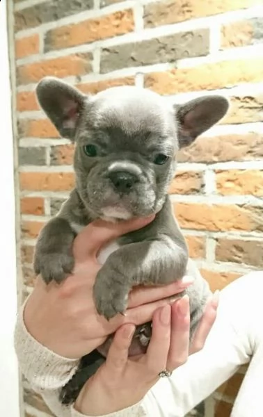 bulldog francese blu