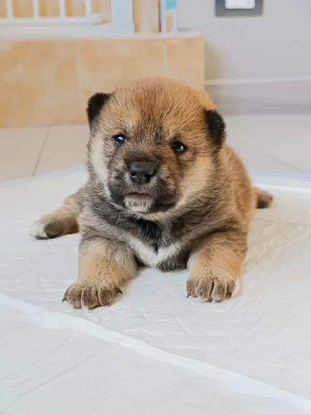 Cuccioli Shiba Inu | Foto 6