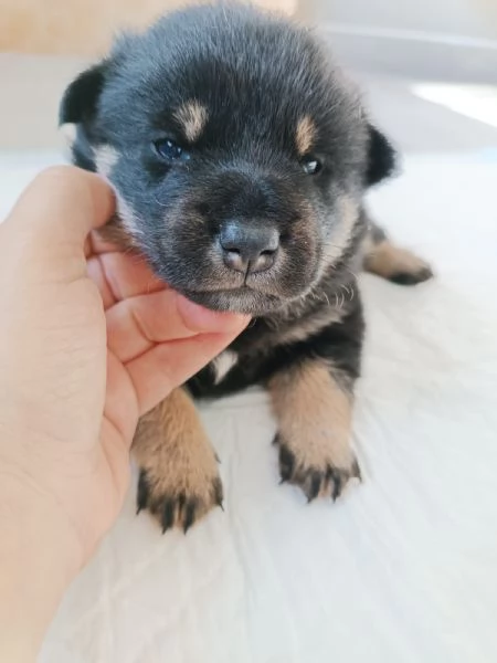 Cuccioli Shiba Inu | Foto 1