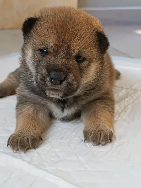 Cuccioli Shiba Inu | Foto 0