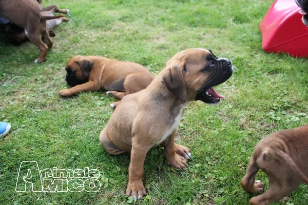 splendidi cuccioli di boxer