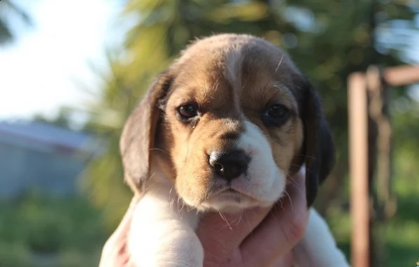 dolci cuccioli di beagle