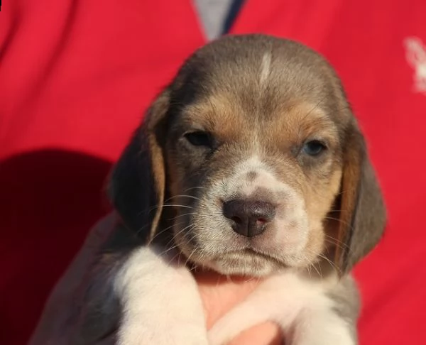 dolci cuccioli di beagle | Foto 0