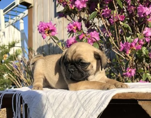 cuccioli di carlino