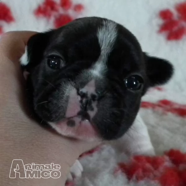  bouledogue francese, french bulldog cuccioli ****
