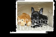  bouledogue francese, french bulldog cuccioli **** | Foto 4
