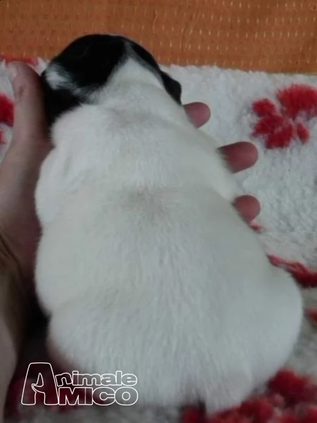  bouledogue francese, french bulldog cuccioli **** | Foto 3