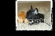  bouledogue francese, french bulldog cuccioli **** | Foto 2