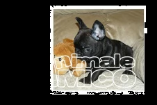  bouledogue francese, french bulldog cuccioli **** | Foto 1