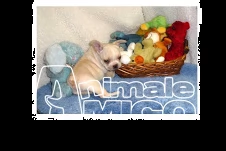  bouledogue francese, french bulldog cuccioli **** | Foto 0