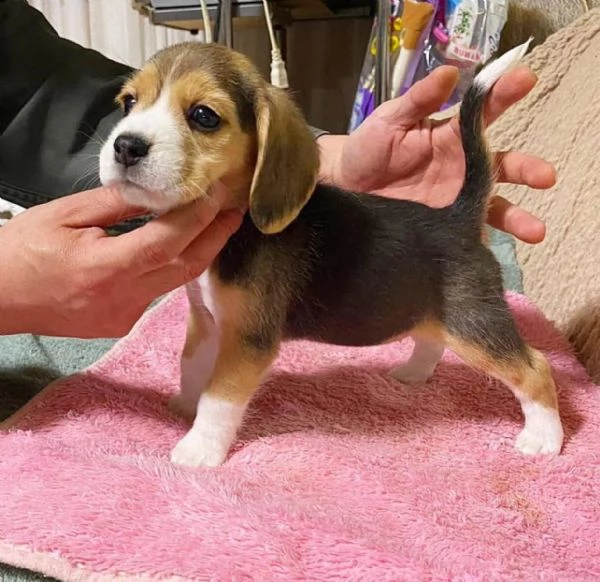 splendidi cuccioli di beagle