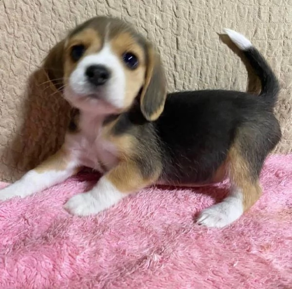 splendidi cuccioli di beagle | Foto 1