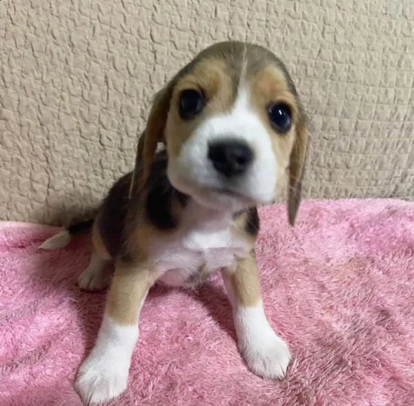 splendidi cuccioli di beagle | Foto 0