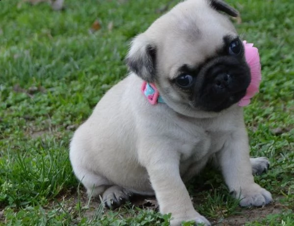 carlino cuccioli consegna a domicilio