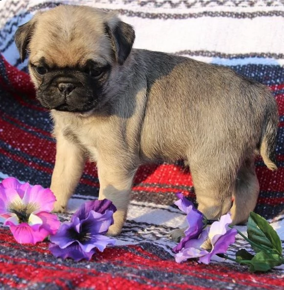 carlino cuccioli consegna a domicilio | Foto 1