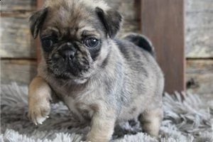 carlino cuccioli consegna a domicilio | Foto 0