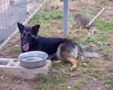 dolcissimo lupetto di taglia medio/contenuta