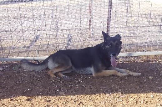 dolcissimo lupetto di taglia medio/contenuta | Foto 6