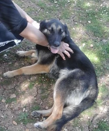 dolcissimo lupetto di taglia medio/contenuta | Foto 5