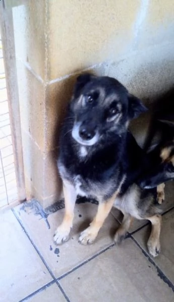 dolcissimo lupetto di taglia medio/contenuta | Foto 4