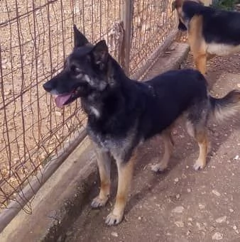 dolcissimo lupetto di taglia medio/contenuta | Foto 3