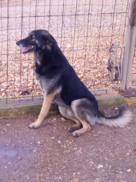 dolcissimo lupetto di taglia medio/contenuta | Foto 2